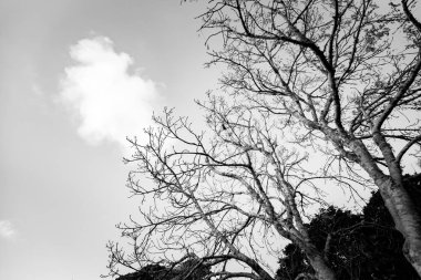 Gündüz, siyah ve beyaz resim sırasında ağaçlar 