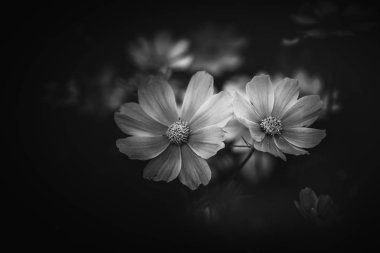 Gündüz, siyah ve beyaz resim sırasında doğada çiçek 