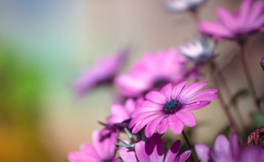 Gündüz sırasında doğada çiçek