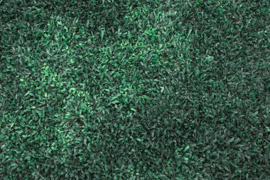 yeşil yapraklar mavi gökyüzüne karşı 