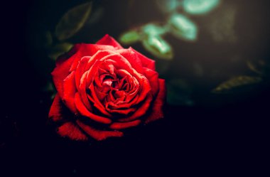 Gündüz sırasında doğada çiçek