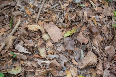 Gündüz sırasında doğada çiçek