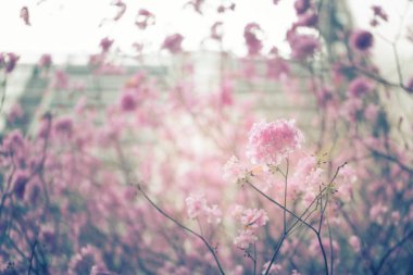 Gündüz sırasında doğada çiçek