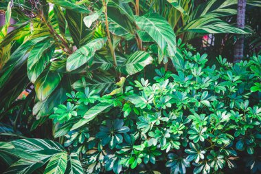 yeşil yapraklar mavi gökyüzüne karşı 