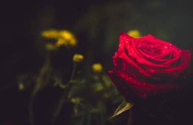 Gündüz sırasında doğada çiçek