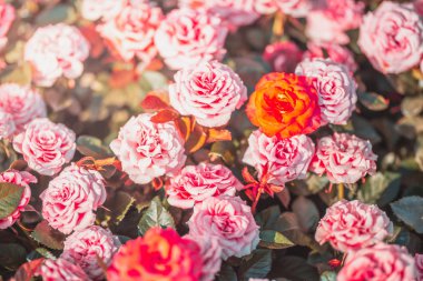 Gündüz sırasında doğada çiçek