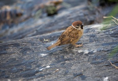 Gündüz sırasında doğada kuş