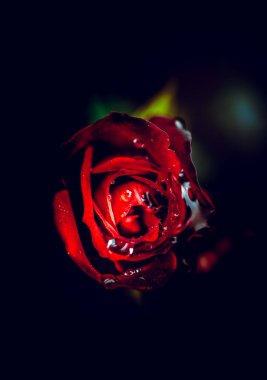 Gündüz sırasında doğada çiçek