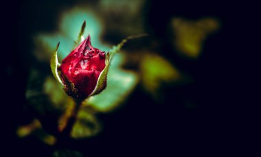 Gündüz sırasında doğada çiçek