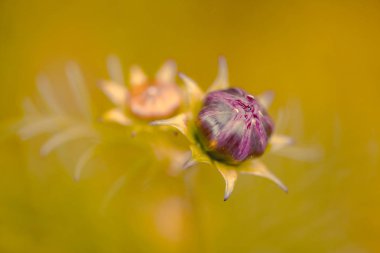 Gündüz sırasında doğada çiçek