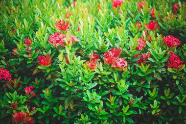 yeşil yapraklar mavi gökyüzüne karşı 