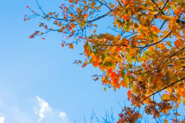 gündüz mavi gökyüzü karşı sırasında yeni gelişen ağaç