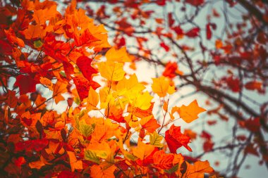 Gündüz sırasında Sonbahar zaman Park