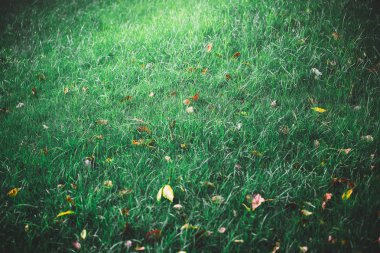 yeşil yapraklar mavi gökyüzüne karşı 