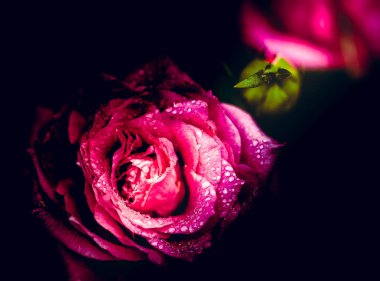 Gündüz sırasında doğada çiçek