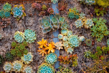 Gündüz sırasında doğada çiçek