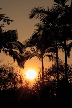 Gündüzleri yeşil ağaç yaprak