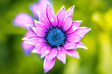 Gündüz sırasında doğada çiçek