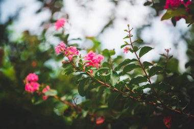 yeşil yapraklar mavi gökyüzüne karşı 
