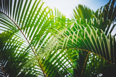 yeşil yapraklar mavi gökyüzüne karşı 