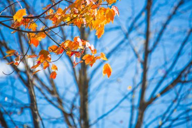 gündüz mavi gökyüzü karşı sırasında yeni gelişen ağaç