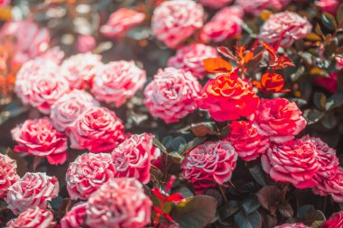 Gündüz sırasında doğada çiçek