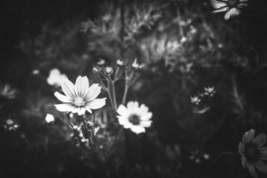 Gündüz, siyah ve beyaz resim sırasında doğada çiçek 