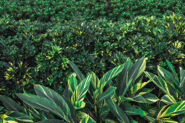 yeşil yapraklar mavi gökyüzüne karşı 