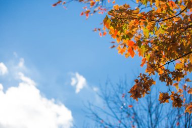 gündüz mavi gökyüzü karşı sırasında yeni gelişen ağaç