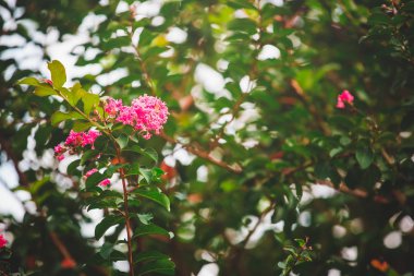 yeşil yapraklar mavi gökyüzüne karşı 