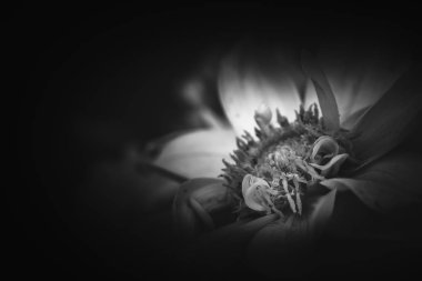 Gündüz, siyah ve beyaz resim sırasında doğada çiçek 