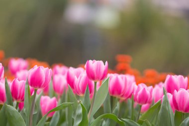 güzel lale çiçek üzerinde arka plan bulanık