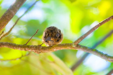 Gündüz sırasında doğada kuş
