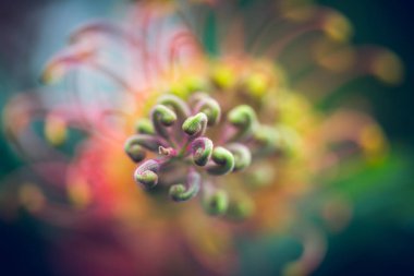 Gündüz sırasında doğada çiçek