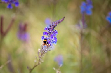 Gündüz sırasında doğada çiçek