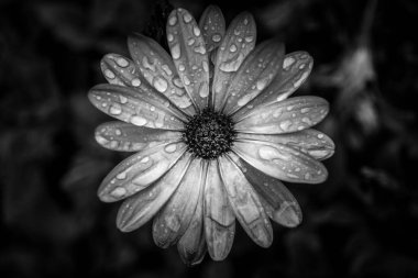 Gündüz sırasında doğada çiçek