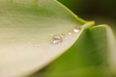 Gündüz sırasında doğada çiçek