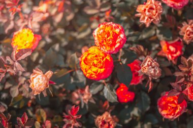 Gündüz sırasında doğada çiçek