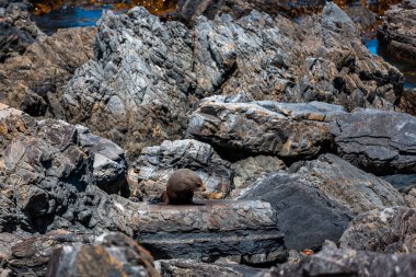 Kayalık plaj ve kayalar üzerindeki mühür