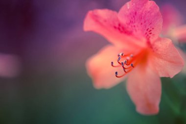 Gündüz sırasında doğada çiçek