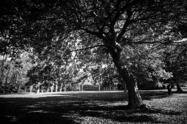 Gündüz, siyah ve beyaz resim sırasında ağaçlar 