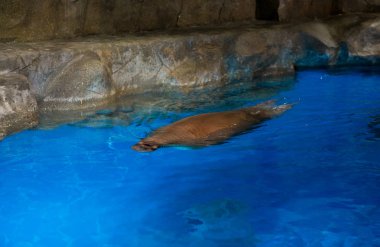 Yüzme Havuzu Mühür 