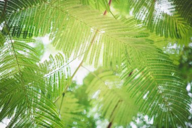 yeşil yapraklar mavi gökyüzüne karşı 