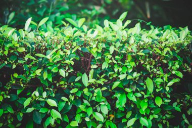 yeşil yapraklar mavi gökyüzüne karşı 