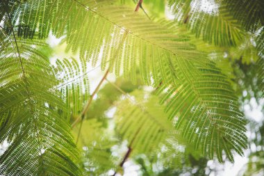 yeşil yapraklar mavi gökyüzüne karşı 