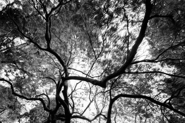 Gündüz, siyah ve beyaz resim sırasında ağaçlar 
