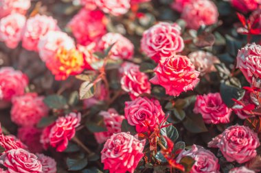 Gündüz sırasında doğada çiçek