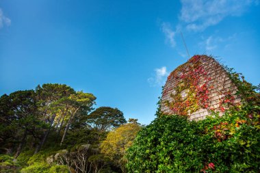 Gündüzleri yeşil ağaç yaprak