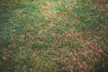 yeşil yapraklar mavi gökyüzüne karşı 