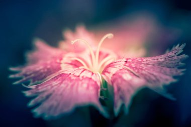 Gündüz sırasında doğada çiçek